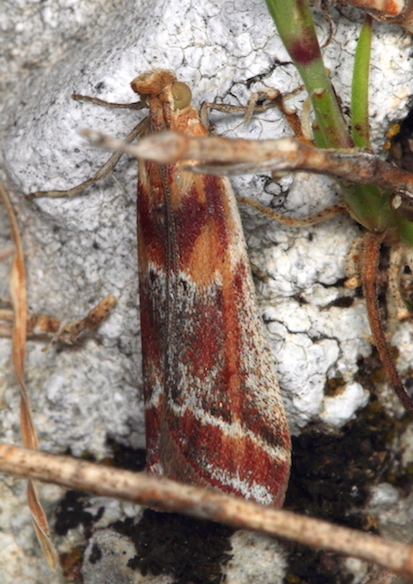 Pyralidae - Ancylosis cinnamomella